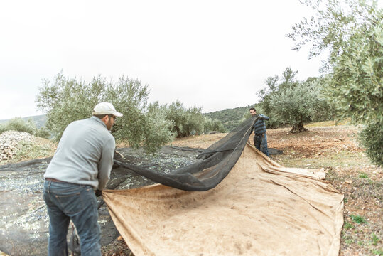 Real images of work day of men collecting black olives for produce olive oil