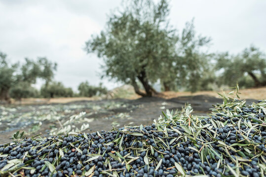 Black olives image with tree in background