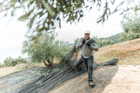 Olive farmer worker pulls the manteo to catch the olives that have fallen to the ground
