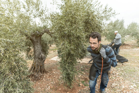 Man pushing mantle for collecting black olives to produce olive oil