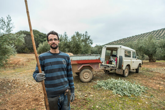 agricultural worker poses with his stick to shake olive trees