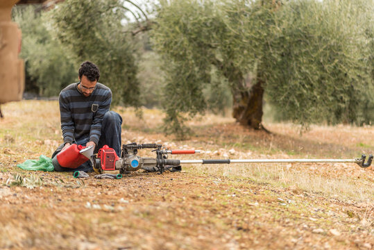 Real images of work day of men collecting black olives for produce olive oil
