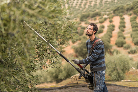 Man bears the olives with a stick and other times with a vibrating machine so that the fruits fall and collect them to make oil