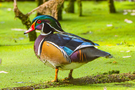 Wood Duck (Aix sponsa) Perched, Posing for the Photo, in an Algae-Covered Pond