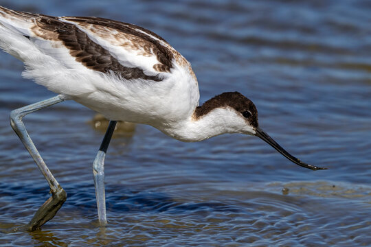 Pied avocet (Recurvirostra avosetta) foraging in shallow water of pond by scything its curved bill from side to side 