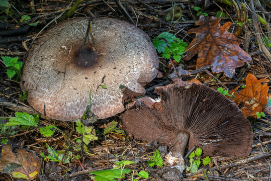 Scaly wood mushroom / blushing wood mushroom / pinewood mushroom (Agaricus silvaticus / Agaricus sylvaticus), edible mushrooms in forest in autumn