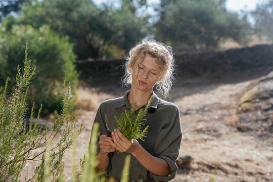 Woman Harvesting Fresh Rosemary with Pruning Shears in Mediterranean Herb Garden