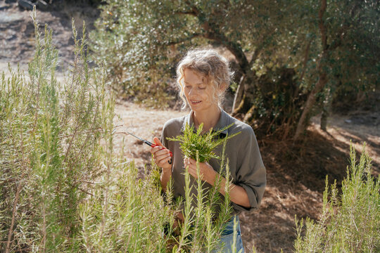Smiling Woman Harvesting Fresh Rosemary with Pruning Shears in Herb Garden