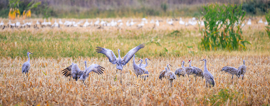Sandhill Cranes Dancing with Wings Spread in a Harvested Cornfield During Fall Migration