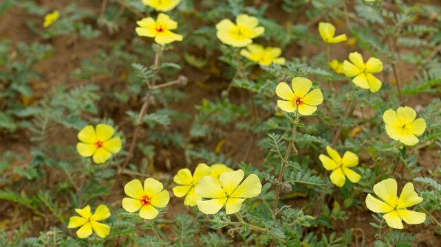 Devil's thorn (Tribulus zeyheri) flowers flourish in recently ploughed field.