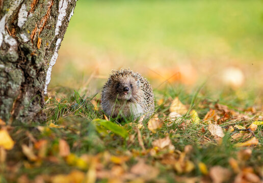  prickly hedgehog walking in an autumn garden amidst yellow fallen leaves