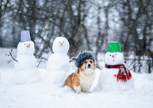 cute Corgi dog wearing an ushanka hat sitting in a winter garden among snowmen during a snowstorm