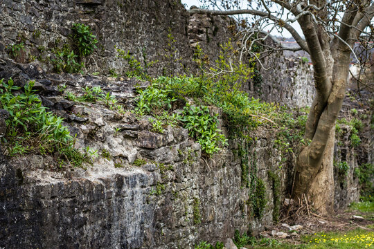 Ancient stone blocks and weathered texture of Chepstow Port Wall with tree