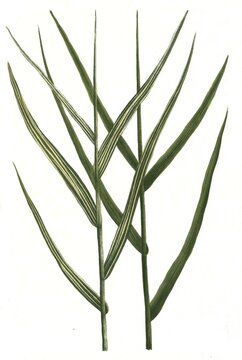 Arundo pratensis and Arundo pratensis variegata, Historic, digitally restored reproduction of a 19th century original