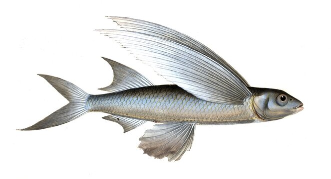 Fish, Fish, genus Flying fish, Exocoetus mesogaster, the middle-Pinned Flying-Fish, Historical, digitally restored reproduction from a 19th century original, Record date not stated