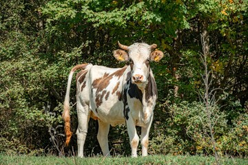 cow on the farm © vardan