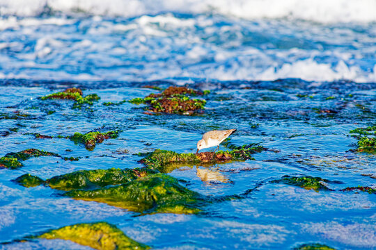 Small Shorebird Foraging in Rocky Coastal Tide Pool
