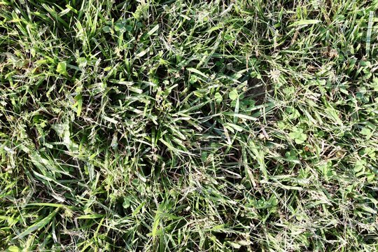 A close view of the green grass turf surface.