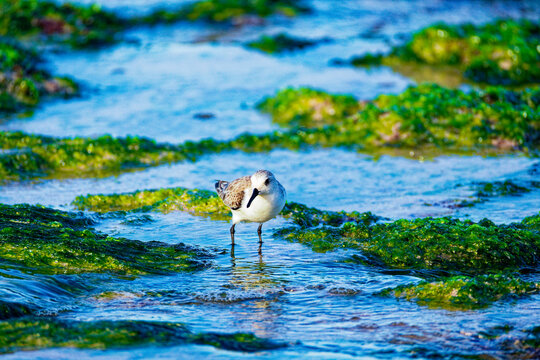 Small Shorebird Standing in Shallow Coastal Tide Pool