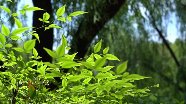 The green plants in the park have their leaves swaying in the wind.