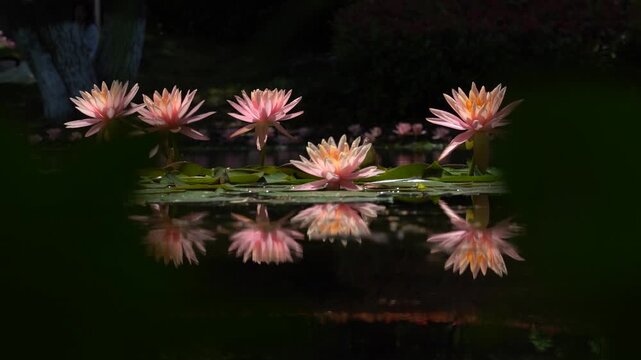 The water lilies in the park's aquatic ecosystem sway with the wind.