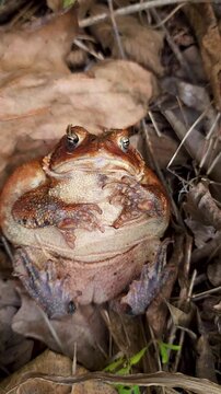 An Eastern American toad, Anaxyrus americanus, lying on its back with legs and webbed feet across body. Vertical video.