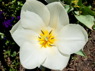 Macro view of a single open white tulip flower showing central yellow stamens, pistil, and delicate white petals in daylight. © sonia