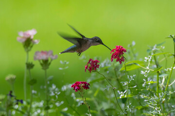 hummingbird and flower © Elizabeth