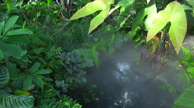 A humid tropical habitat in which characteristic representatives of the flora are clearly visible, including plants of the genera Alocasia and Nephrolepis.