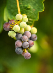 Fototapeta premium Grapes changing from green to purple during ripening