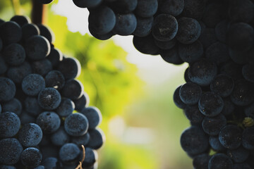 Fototapeta premium Dark grape clusters framing bright vineyard background