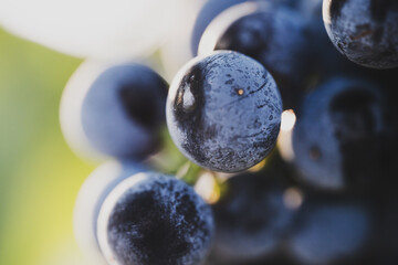 Fototapeta premium Macro close-up of ripe dark grape berry