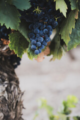 Fototapeta premium Ripe dark grape bunch hanging beneath vine leaves