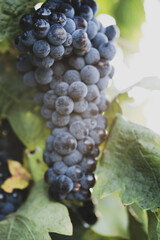 Fototapeta premium Ripe dark grape cluster hanging among vine leaves
