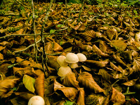 Peque&ntilde;as setas de color claro que crecen agrupadas entre un denso manto de hojas secas de oto&ntilde;o y peque&ntilde;as ramas ca&iacute;das en el suelo del bosque.