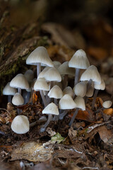 mushrooms in the forest © Yasin