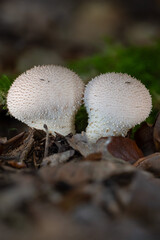 mushrooms in the forest © Yasin