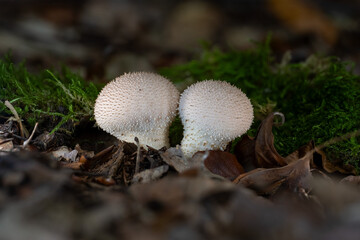 mushroom in the grass © Yasin