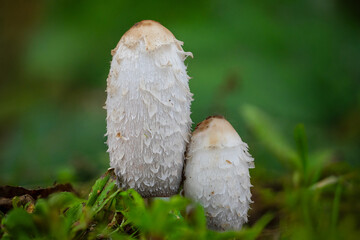 mushroom in the forest © Yasin