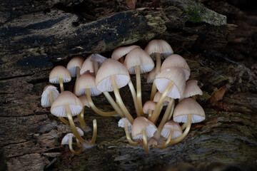mushrooms in the forest © Yasin