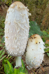 mushroom in the forest © Yasin