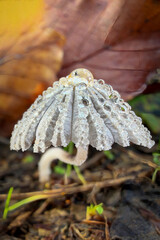 close up of dry leaf © Yasin