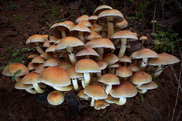 mushrooms in the forest © Yasin