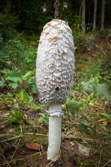 mushroom in the forest © Yasin