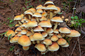 mushrooms in the forest © Yasin