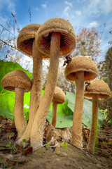 mushrooms in the forest © Yasin