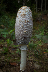 mushroom in the forest © Yasin