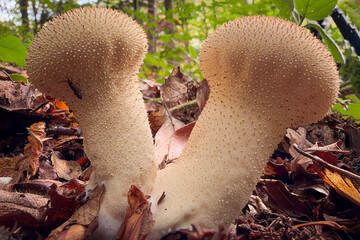 mushrooms in the forest © Yasin