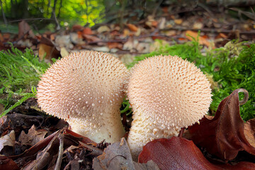 mushrooms in the forest © Yasin