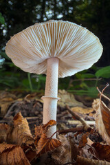 mushroom in the forest © Yasin